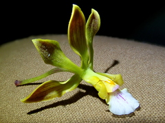 Encyclia gonzalezii