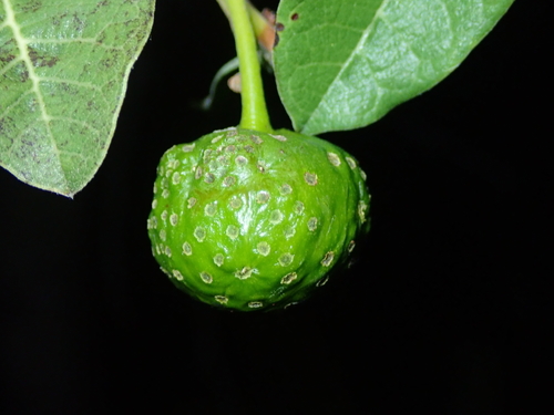 Image of Brosimum gaudichaudii by no rights reserved