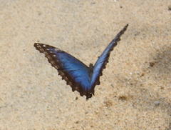 Morpho helenor peleides