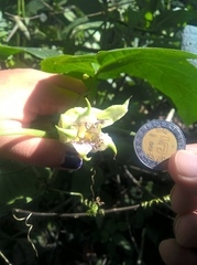 Passiflora adenopoda