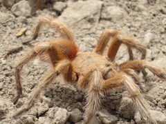 Grammostola rosea