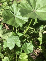 Malva pusilla