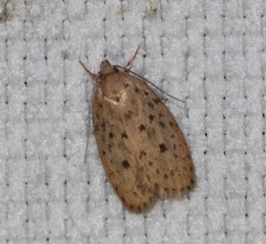 Garrha atripunctatella