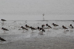 Haematopus palliatus