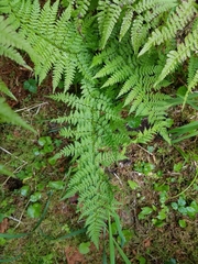 Athyrium americanum