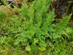 Cryptogramma sitchensis