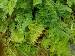 Cryptogramma sitchensis