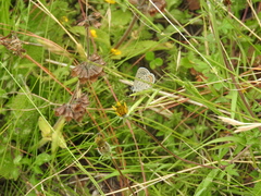 Icaricia lupini texanus
