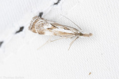 Catoptria oregonicus
