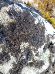 Pseudephebe pubescens