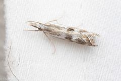 Catoptria oregonicus