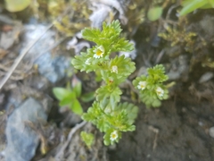 Euphrasia mollis