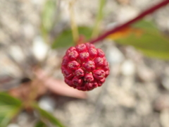 Calliandra longipes