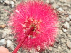 Calliandra longipes