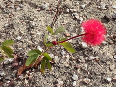 Calliandra longipes