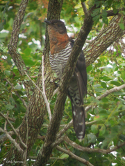 Cuculus clamosus gabonensis