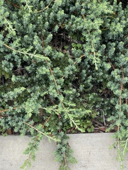 Juniperus