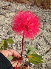 Calliandra longipes