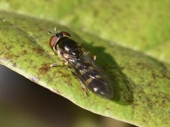 Platycheirus albimanus