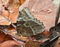 Morpho helenor peleides