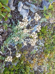 Antennaria alpina
