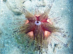 Astropyga pulvinata