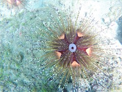 Astropyga pulvinata