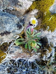 Erigeron humilis