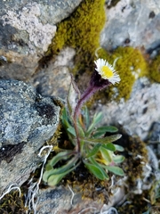 Erigeron humilis
