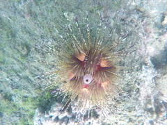 Astropyga pulvinata
