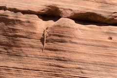 Urosaurus ornatus wrighti