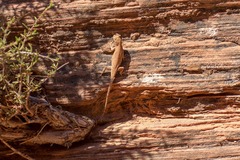 Urosaurus ornatus wrighti