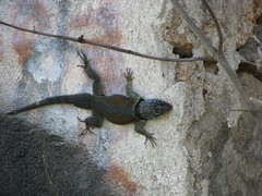 Sceloporus minor