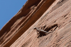 Urosaurus ornatus wrighti