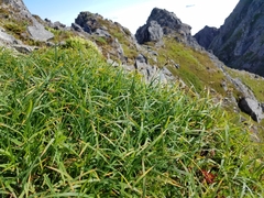 Carex macrochaeta