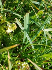 Carex macrochaeta
