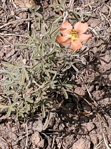 Image of Sphaeralcea digitata by no rights reserved