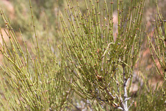 Ephedra torreyana
