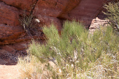 Ephedra torreyana