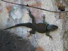 Sceloporus minor