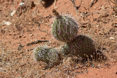Opuntia polyacantha polyacantha