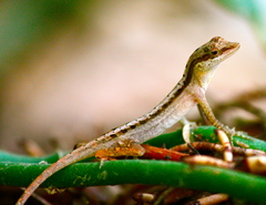 Anolis gaigei