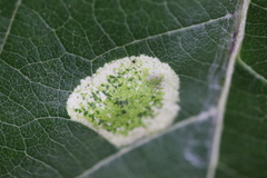 Phyllonorycter comparella