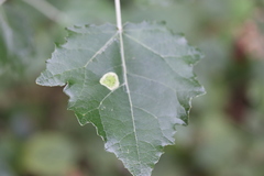 Phyllonorycter comparella