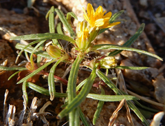 Pectis angustifolia