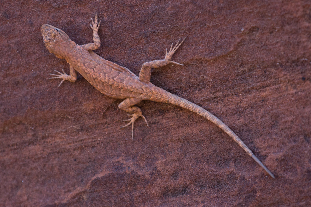 Northern Cliff Lizard