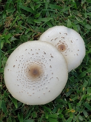 Chlorophyllum molybdites image