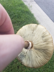 Chlorophyllum molybdites image