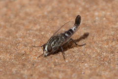 Apioceridae