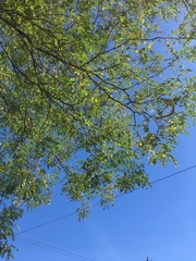 Gleditsia triacanthos inermis